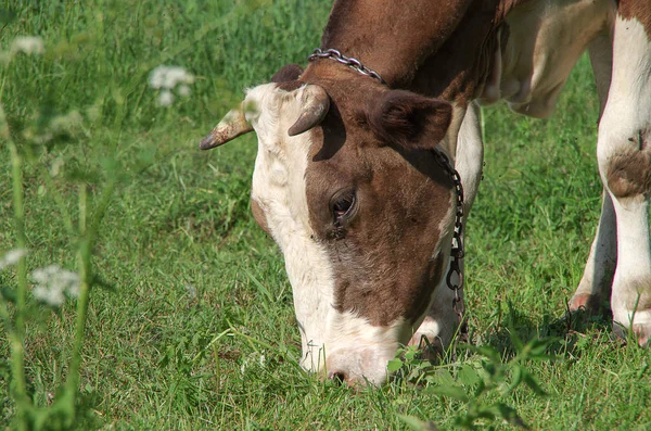 草地上的红牛 — 图库照片