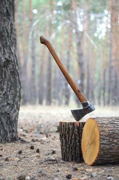 森の中の木に斧を置き — ストック写真