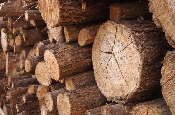 Stack Firewood Chopped Firewood — Stock Photo, Image