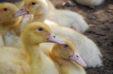 sahada küçük sarı ördek yavruları