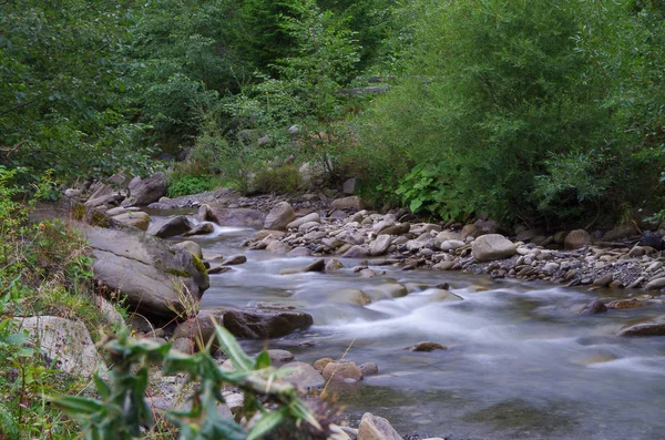 ormanda dağ nehri. Karpatlar. Ukrayna