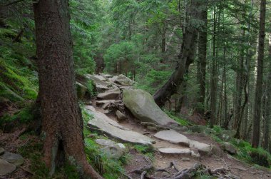 Ormanın içinden geçen dağ yolu