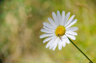 Böcekli papatya çayı. makro fotoğrafçılık