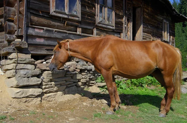 Старая Лошадь Возле Деревянного Дома — стоковое фото