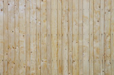 hafif ahşap doku. Kayın. ahşap arka plan