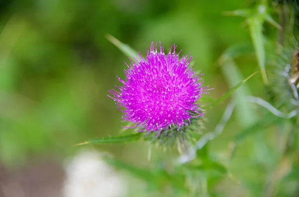 Thistle Flower Close Wild Plants — Stock Photo, Image