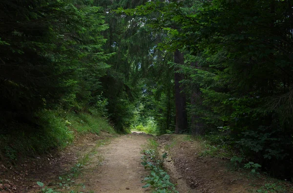 夏天的山景 喀尔巴鄂乌克兰 — 图库照片