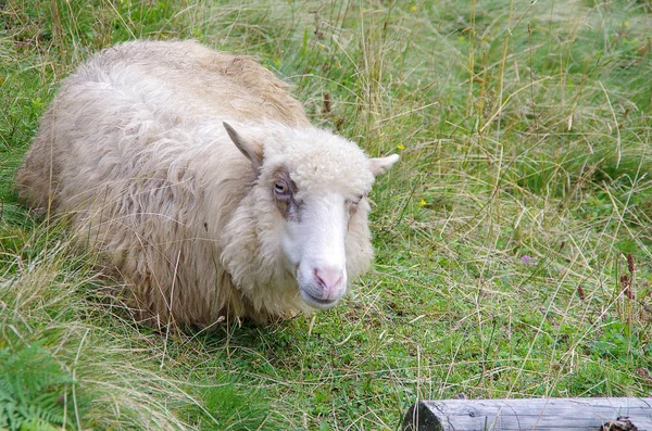 Moutons Blancs Sur Une Prairie Verte — Photo