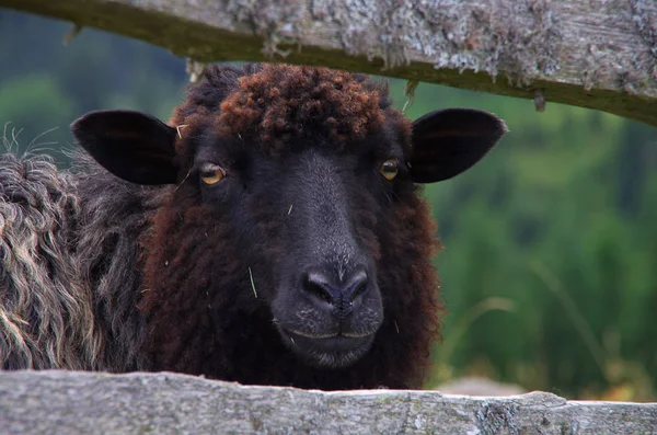 Černá Ovce Zelené Louce — Stock fotografie