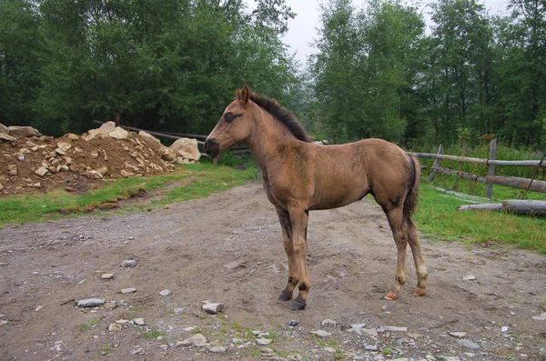Pequeno Cavalo Marrom Estrada — Fotografia de Stock