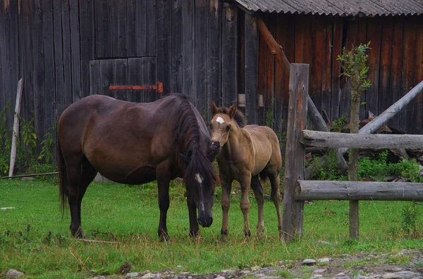 Horses Fence Little Horse — Stock Photo, Image