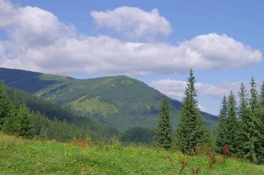 Yazın dağ manzarası. Karpatlar Ukrayna