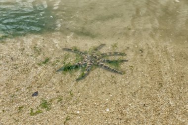 Singapur - Temmuz 8,2018: Pasir RIS Park. Yıldız balık Pasir RIS park Beach