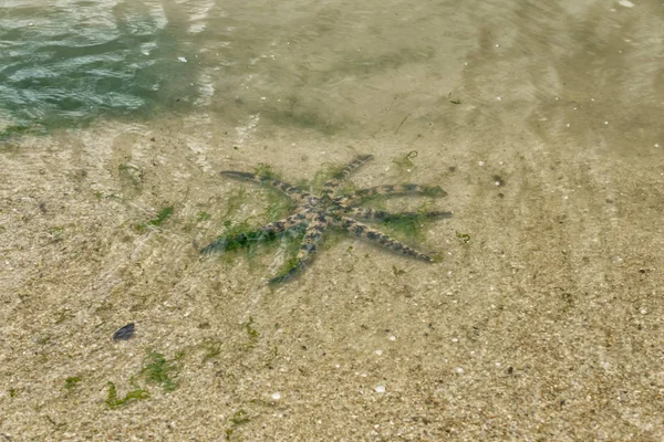 Singapur - Temmuz 8,2018: Pasir RIS Park. Yıldız balık Pasir RIS park Beach
