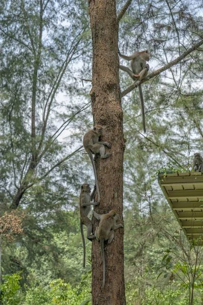 Singapore Juli 2018 Affen Sind Ein Baum Coney Island Alternativ — Stockfoto