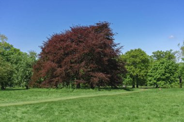 Londra, İngiltere - 4 Mayıs 2018: Hyde Park renkler.