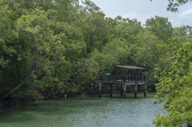 Singapur - 8 Temmuz 2018: Pier tropikal nehir ve yoğun bitki örtüsü içine