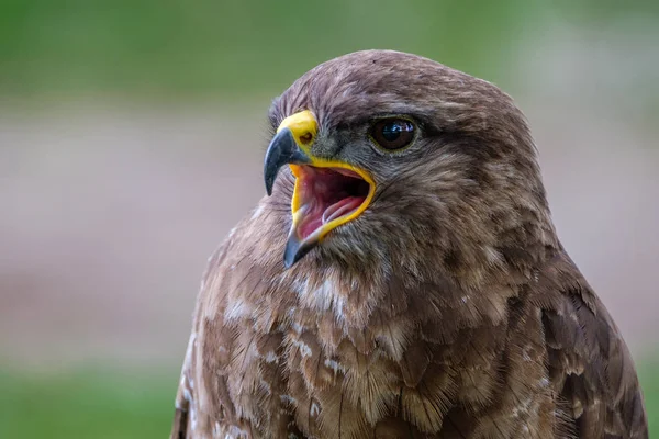 Ried Meine Lippen Und Höre Ich Sage Mäusebussard Greifvogel Portraitaufnahme — Stockfoto