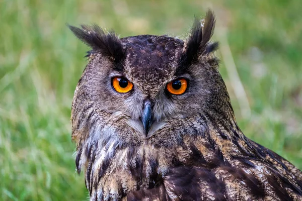 Een Portret Van Euraziatische Oehoe Euraziatische Oehoe Een Van Grootste — Stockfoto