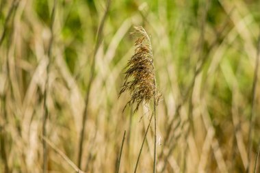 Makro bir sıcak bahar güneş ışığı içinde çiçek açan çim. Delft, Hollanda çekilmiş fotoğrafı