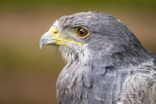 Portretul Unui Black Chested Buzzard Eagle Căutarea Spre Stânga Portret — Fotografie, imagine de stoc