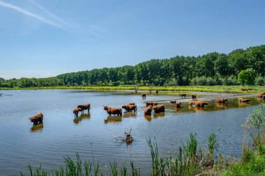 Vlaardingen, Hollanda Rotterdam'da yakın yakınındaki polder yatay olarak İskoç Highlanders