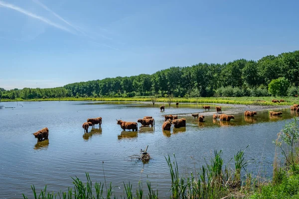 Skotska Highlanders Poldern Landskapet Nära Vlaardingen Nära Rotterdam Nederländerna — Stockfoto