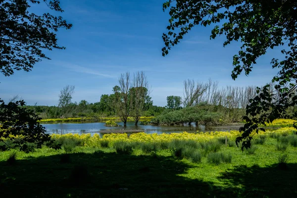 Poldern Landskapet Ett Friluftsområde Nära Rotterdam Nederländerna — Stockfoto
