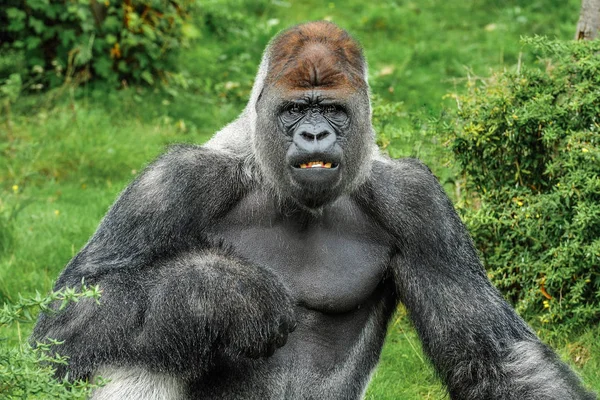 Silverback gorilla looks angry