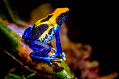 Boyama, kurbağa, Tınçın (o içinde belgili tanımlık hobi dart kurbağalar tutmanın tarafından verilen bir Kullanıcı adı) veya boyama dart zehirli kurbağa (Dendrobates tinctorius) türüdür zehirli ok kurbağası