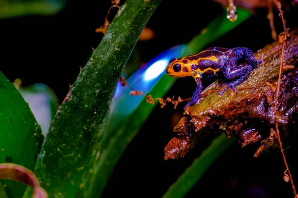 Mimic Poison Frog Ranitomeya Imitator Jeberos Art Giftig Pilfrosk Som – stockfoto