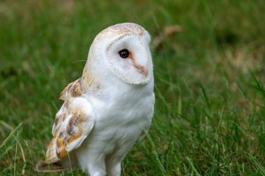 peçeli baykuş portresi