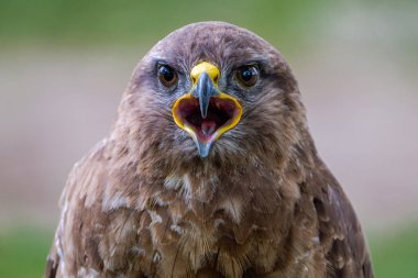 Peynir deyin. Bayağı şahin portresi