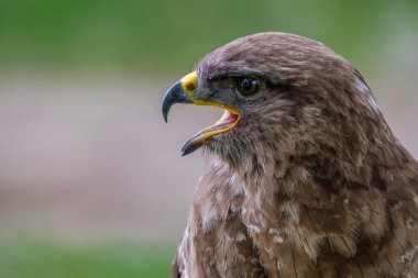 Bayağı şahin profil portresi