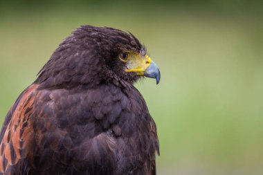 Siyah uçurtma profil portre. Hilvarenbeek, Hollanda ormanda vurdu