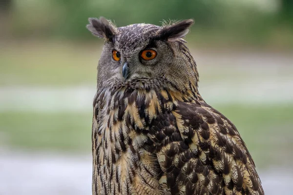 Portret Van Een Euraziatische Oehoe Euraziatische Oehoe Een Van Grootste — Stockfoto