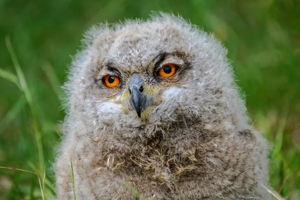 Een Portret Van Een Oehoe Kuiken Portret Van Dit Schattige — Stockfoto