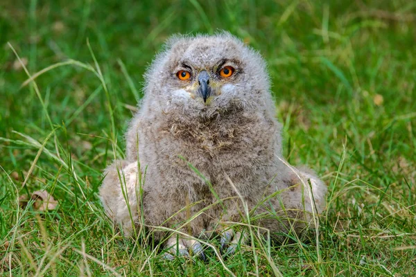 Oehoe Chick Rusten Het Gras Portret Van Dit Schattige Kleine — Stockfoto