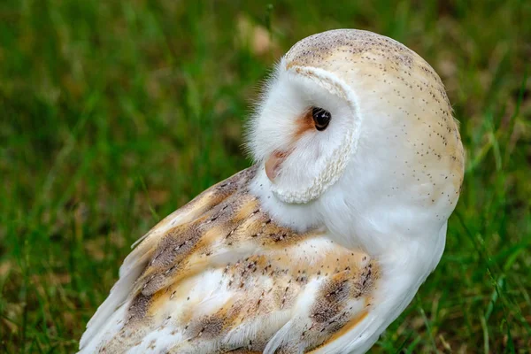 peçeli baykuş portresi