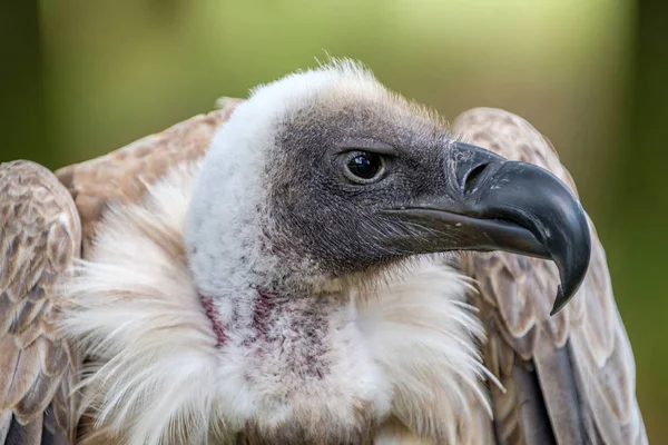 Portretul Vulturului Alb Sprijinit Profil Căutarea Dreapta — Fotografie, imagine de stoc