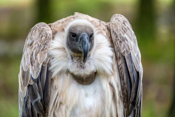Portretul Frontal Vulturului Alb Sprijinit — Fotografie, imagine de stoc