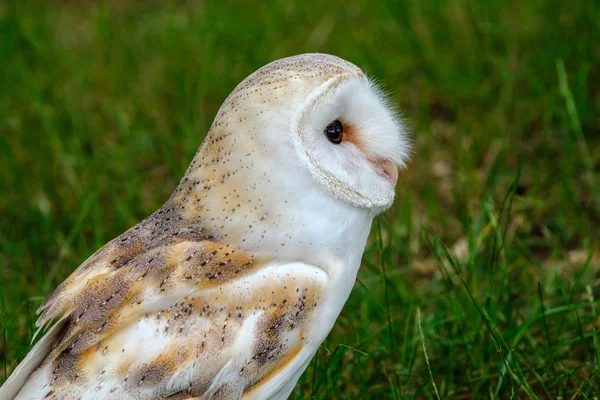 peçeli baykuş portresi
