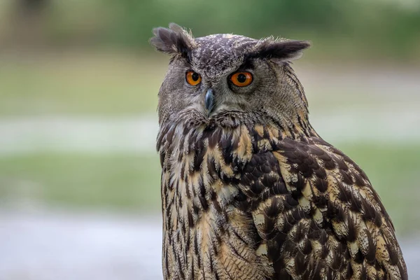 Portret Van Een Euraziatische Oehoe Euraziatische Oehoe Een Van Grootste — Stockfoto