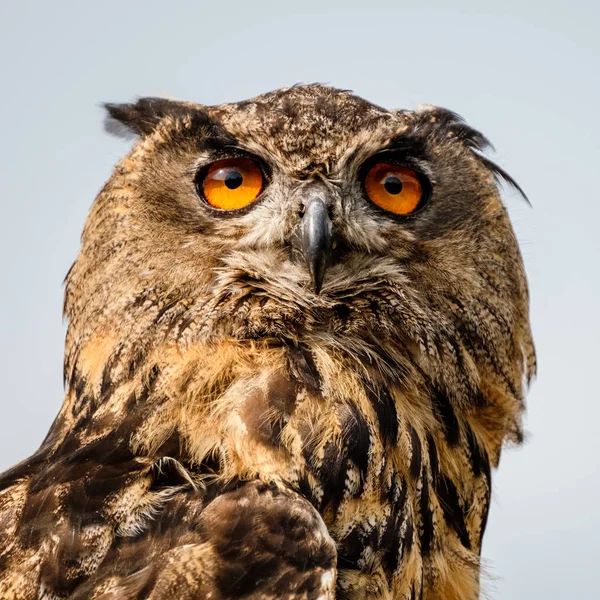 Portrait Eurasian Eagle Owl — Stock Photo, Image