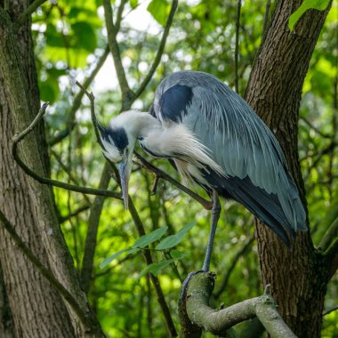 Bir ağaç üst dikkat üzerinde mavi balıkçıl