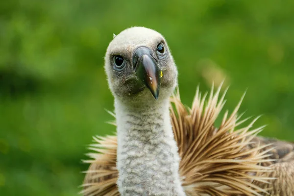 Portretul Unui Vultur Ruppell Sau Griffon Vulture Ruppell Gyps Rueppelli — Fotografie, imagine de stoc