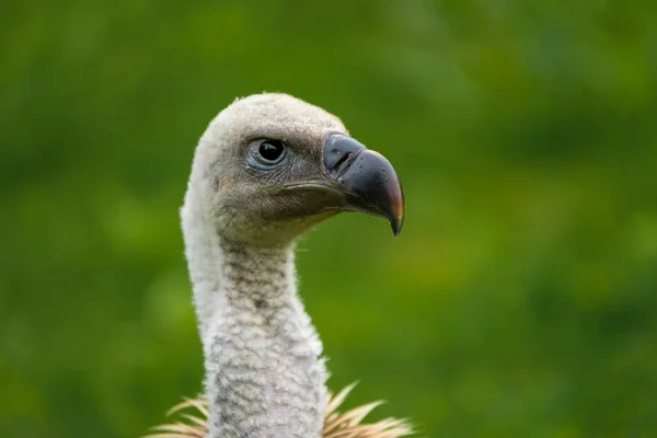 Portretul Unui Vultur Ruppell Sau Griffon Vulture Ruppell Gyps Rueppelli — Fotografie de stoc gratuită