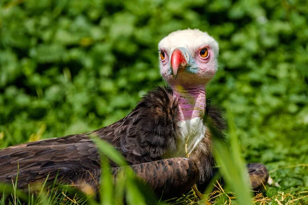 Jonge Witte Headed Vulture Ligt Het Gras Ziet Iets Interessants — Stockfoto