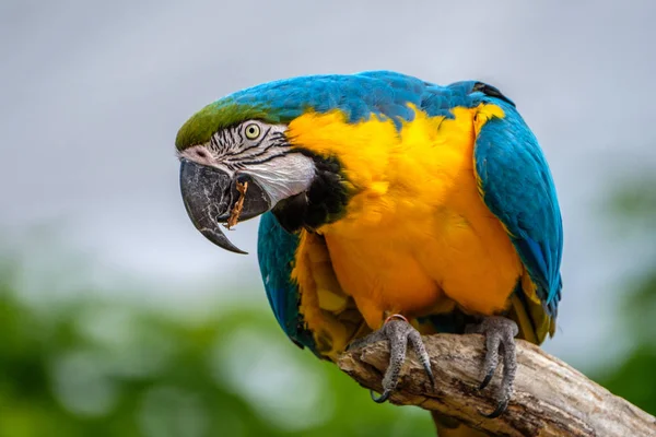 Портрет Ара Красивый Цветной Попугай Орехом Клюве — стоковое фото