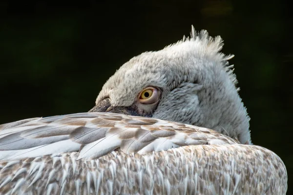 Portretul Unui Pelican Dalmațian Repaus Dar Ține Ochi Deschis Pentru — Fotografie, imagine de stoc